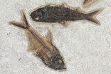 Wide Framed Fossil Fish Plate - Amazing Wall Display #79365-2